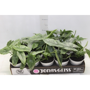 ALOCASIA HETEROPHYLLA SILVER P12