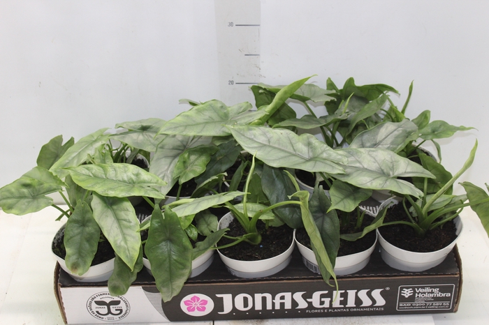 <h4>ALOCASIA HETEROPHYLLA SILVER P12</h4>