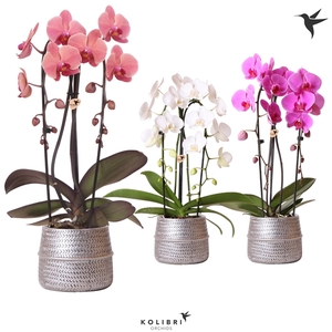 Kolibri Orchids Niagara fall 2spike Groove silver