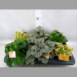 Peperomia   ...mix