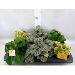 Peperomia   ...mix