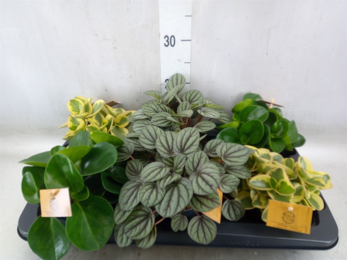 <h4>Peperomia   ...mix</h4>