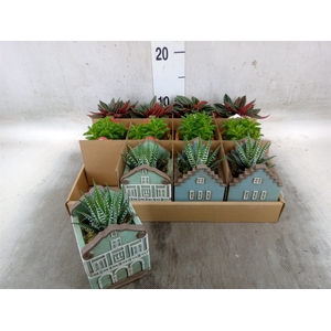 Planten  ..in schaal L%