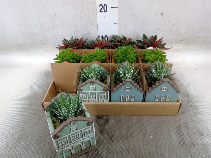 <h4>Planten  ..in schaal L%</h4>