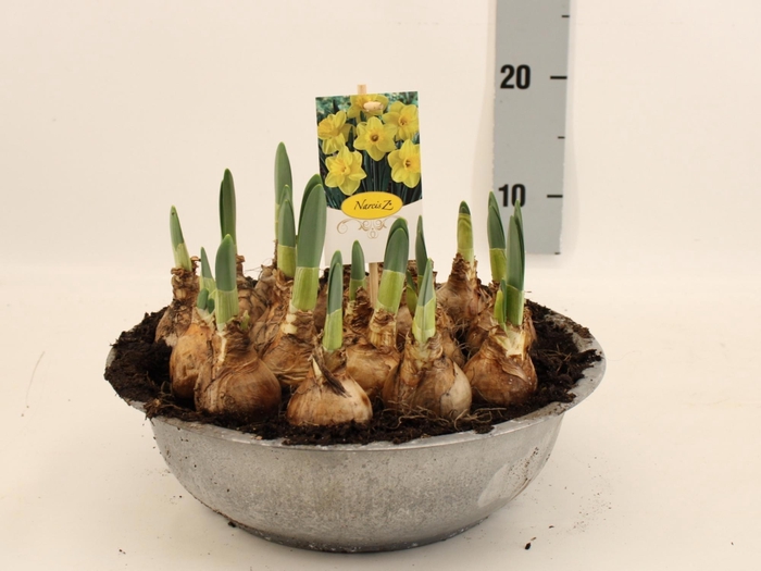 <h4>NARC T LUCKY NUMBER</h4>