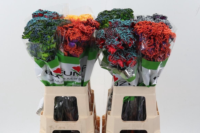 <h4>Di St Tinted Mixed</h4>