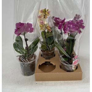 PHAL GEM