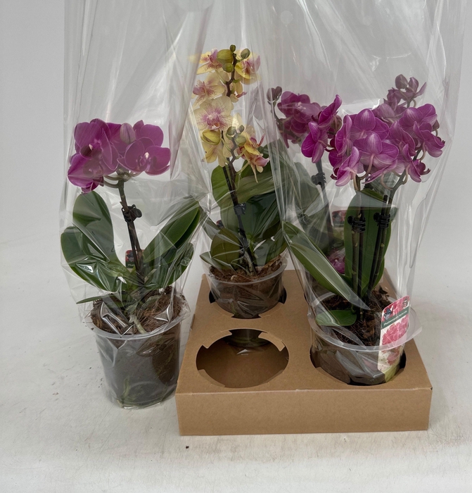 <h4>PHAL GEM</h4>