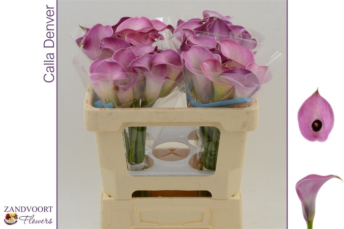 <h4>Calla Denver | Dubbelbloemig</h4>