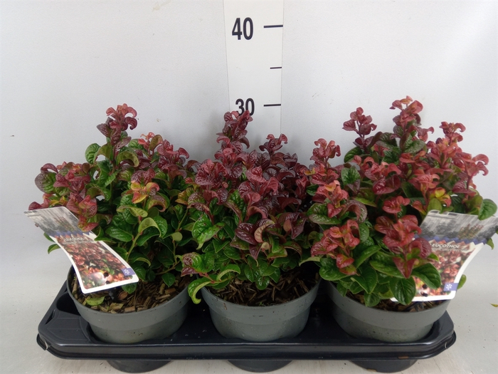 <h4>Leucothoe axillaris 'Curly Red'</h4>