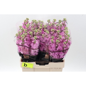 Matth Impala Pink
