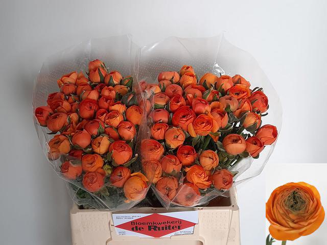 <h4>Ranunculus aazur orange</h4>