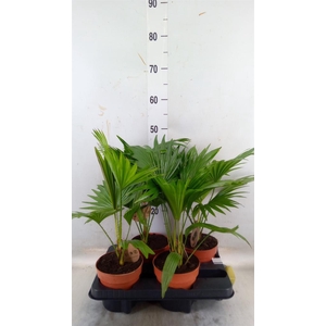 Livistona rotundifolia