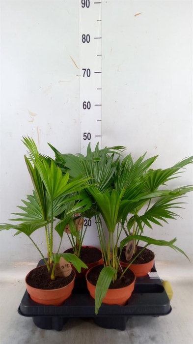 <h4>Livistona rotundifolia</h4>