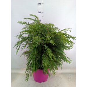 Chamaecyparis laws. 'Globosa'