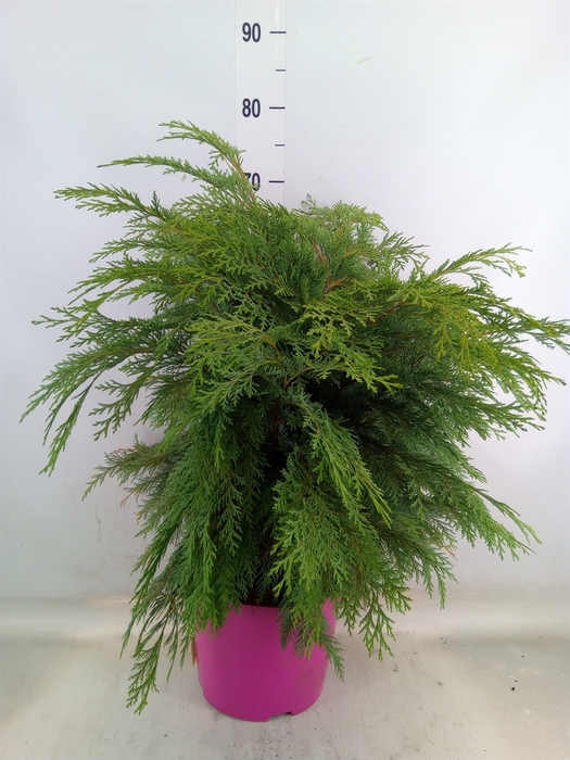 <h4>Chamaecyparis laws. 'Globosa'</h4>
