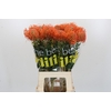 Nutans Ayoba Mandarin Zest