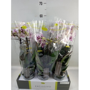 Phalaenopsis multi.   ...