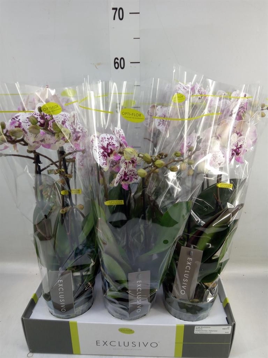 <h4>Phalaenopsis multi.   ...</h4>