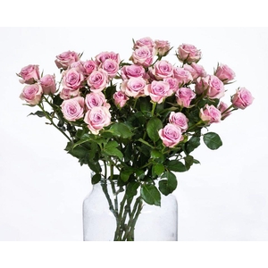 Rosa TR 'Leila' BRAAM