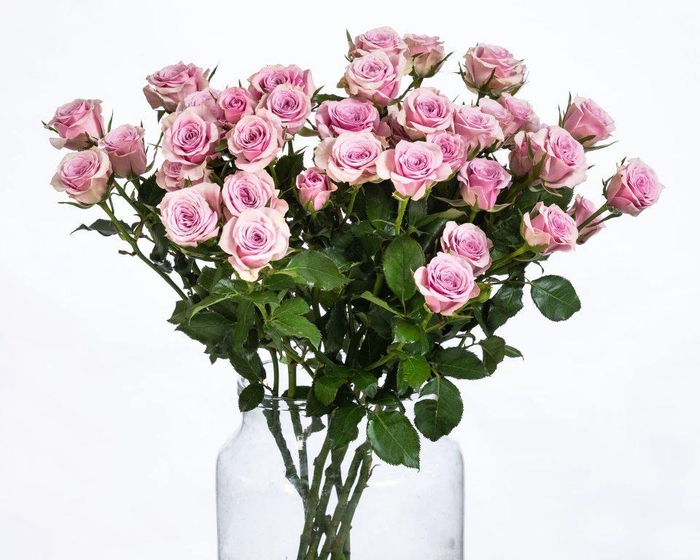 Rosa TR 'Leila' BRAAM