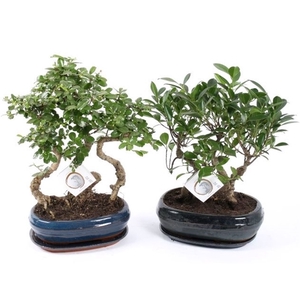 Bonsai Mixed Forest in ø26cm Ceramic with Saucer