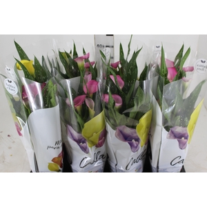 CALLA COLORIDA P14