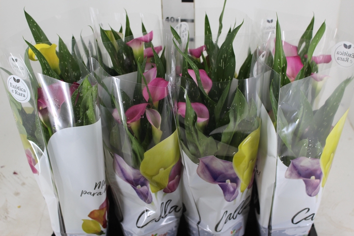 <h4>CALLA COLORIDA P14</h4>