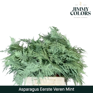 Asparagus 1ste Mint