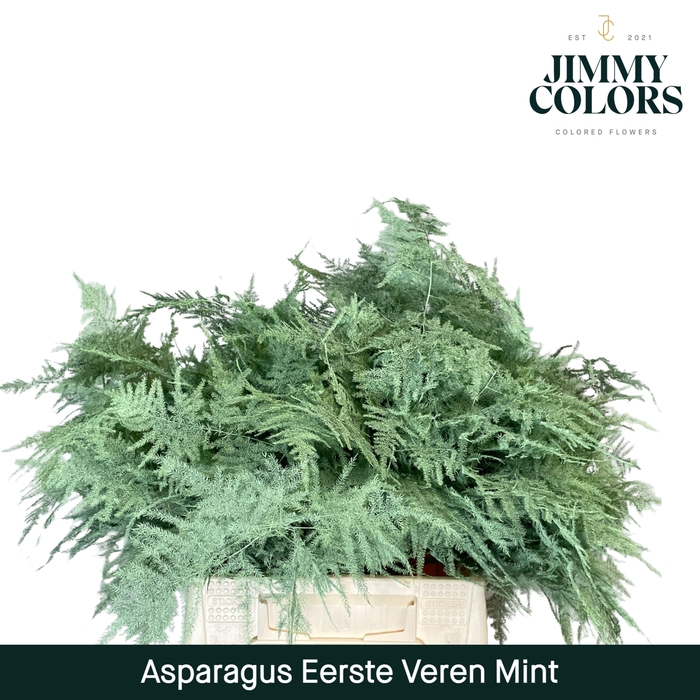 Asparagus 1ste Mint