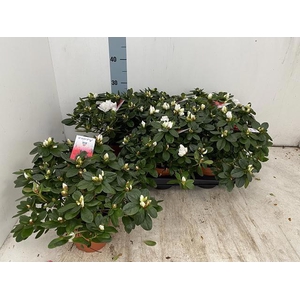 RHODO SI WITTE VOGEL