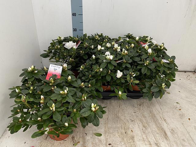 <h4>RHODO SI WITTE VOGEL</h4>