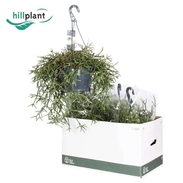 <h4>RHIPSALIS PILOCARPA</h4>