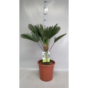 Trachycarpus wagnerianus