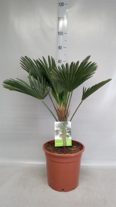 <h4>Trachycarpus wagnerianus</h4>