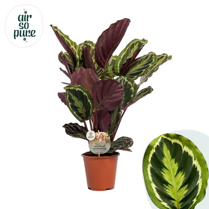 <h4>Calathea  'Medallion'</h4>