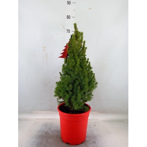 Picea glauca 'Perfecta'