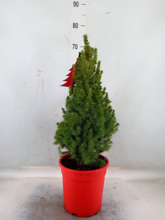 <h4>Picea glauca 'Perfecta'</h4>