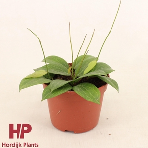 Hoya fitchii P12
