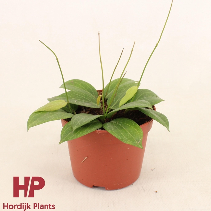 <h4>Hoya fitchii P12</h4>
