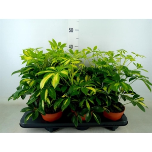 Schefflera arbor. 'Gerda'