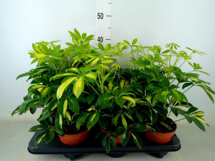 <h4>Schefflera arbor. 'Gerda'</h4>