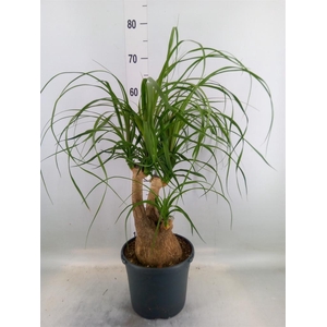 Beaucarnea recurvata