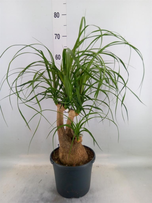<h4>Beaucarnea recurvata</h4>
