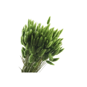 Lagurus Green Olive
