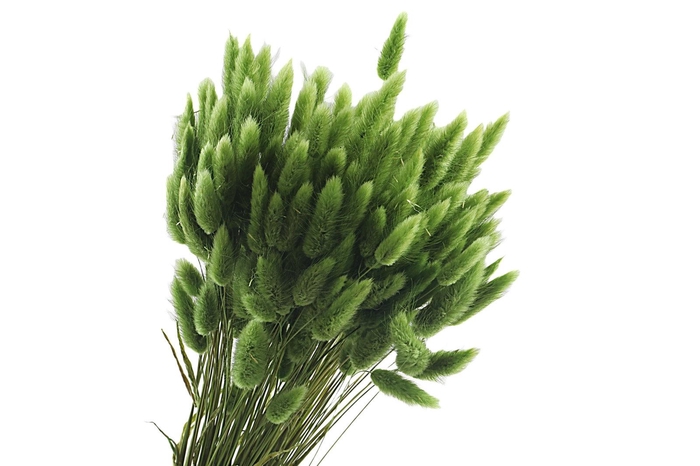 <h4>Lagurus Green Olive</h4>