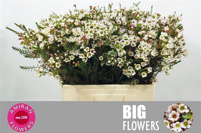 <h4>CHAME UN ELLA</h4>