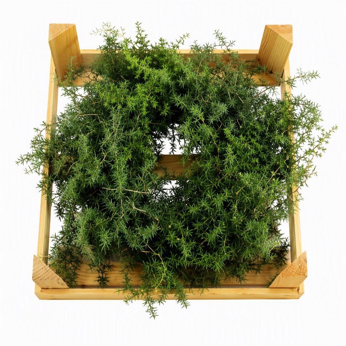 <h4>Wr Asparagus Natural 30cm</h4>