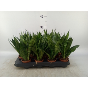 Sansevieria trifa. 'Black Coral'