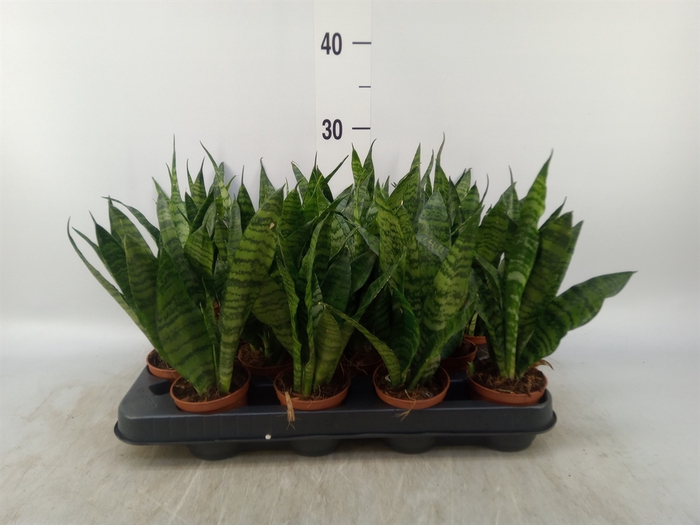 <h4>Sansevieria trifa. 'Black Coral'</h4>